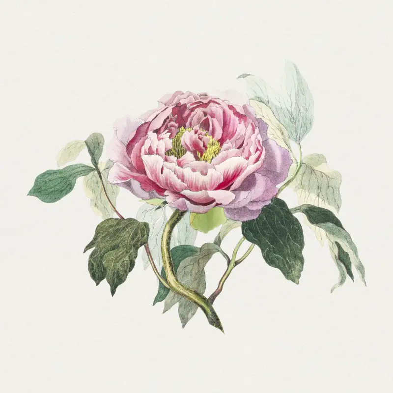 Highly Detailed Hand Drawn Pink Rose Colored Drawing with Watercolors
